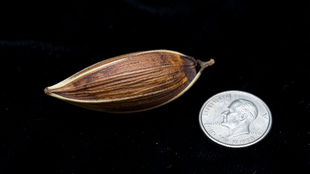 Size of a Sunflower Seed: Tiny but Mighty Growth Secrets Revealed